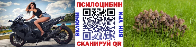 Галлюциногенные грибы Psilocybe Новотроицк